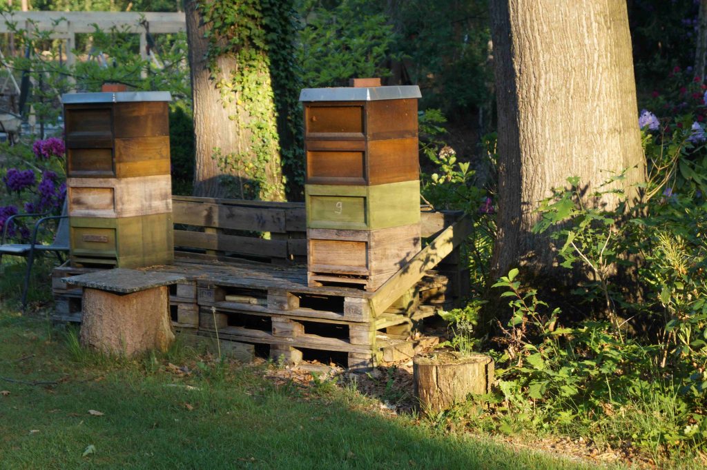 Bienenstöcke im Wald 